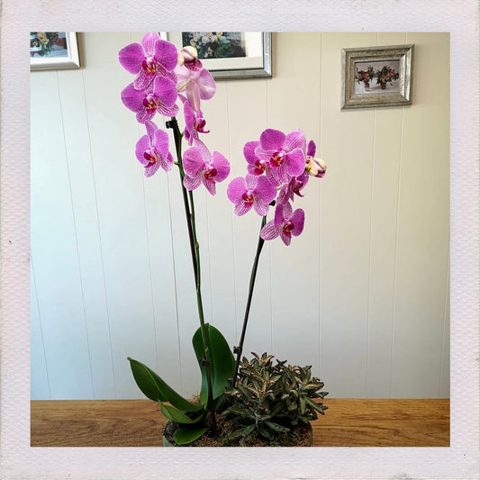 Orchid