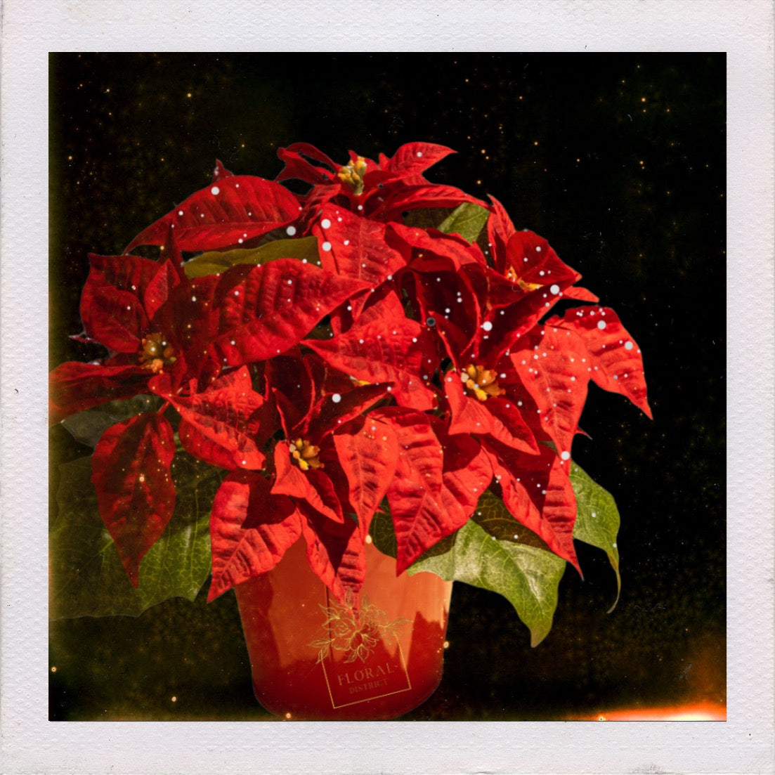 Christmas Poinsettia