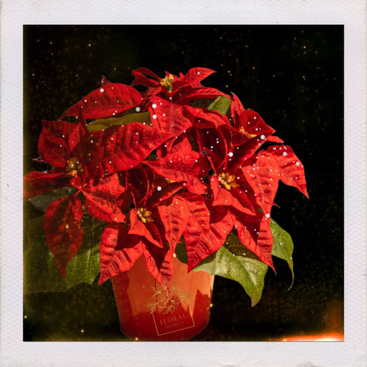Christmas Poinsettia